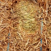 70mt Vetch Hay 620kg 8x4x3 Bales