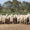 WAKELEIGH White Suffolk Rams
