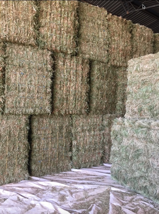 Clover Hay Small Squares in Barron Packs