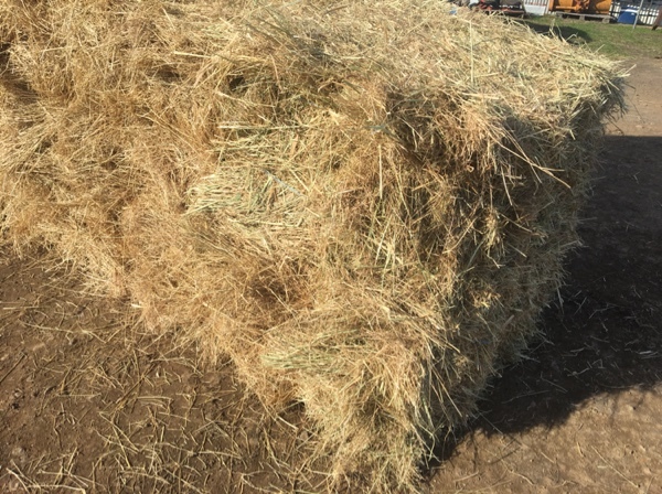 Horse quality pasture hay