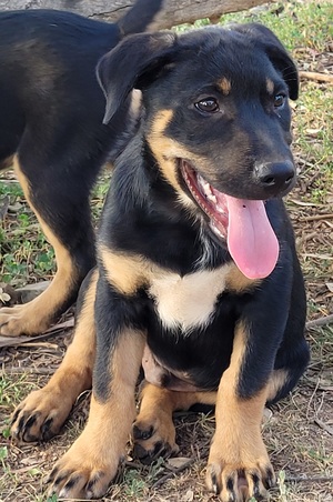 Kelpie Pups