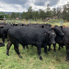 12 steers for sale 
