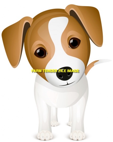 WANTED Puppy small/med breed