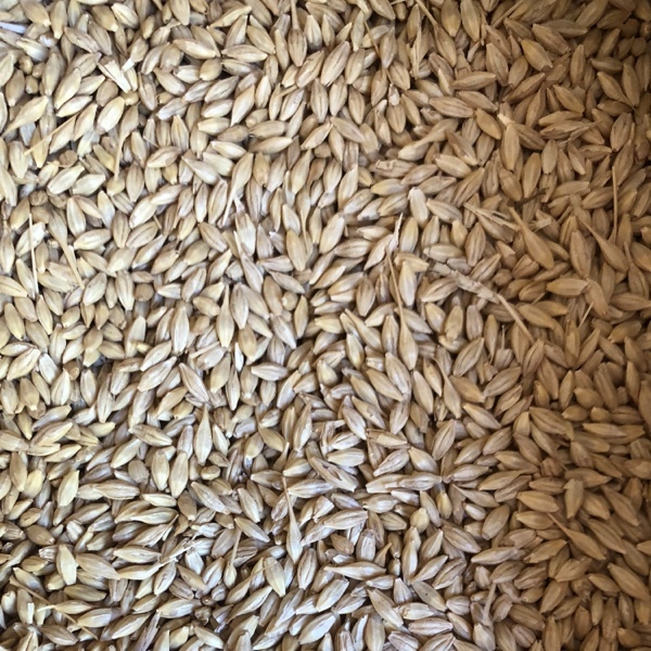40-50mt Latrobe Barley