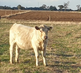 Shorthorn X Charolais Heifer
