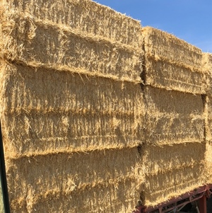 Barley straw tailings 