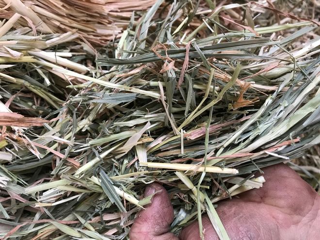 Oaten Hay 8x3x3 Shedded