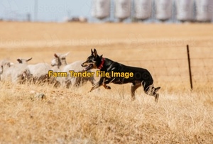 WANTED Paddock working Female Dog 