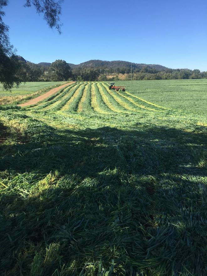 Drover Oats Silage
