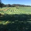 Drover Oats Silage