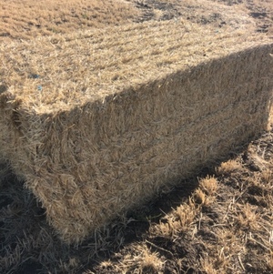 8x4x3 irrigated barley straw