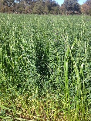 1000 x Lucerne Rye Small Squares