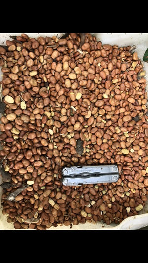 FABA BEANS 7-10 T