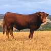 Stud Limousin Bulls