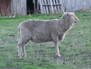 Finnish Landrace Ram for Sale