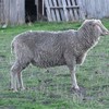 Finnish Landrace Ram for Sale