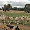  Wiltipoll Ewes  Stud Quality  Pure Bred
