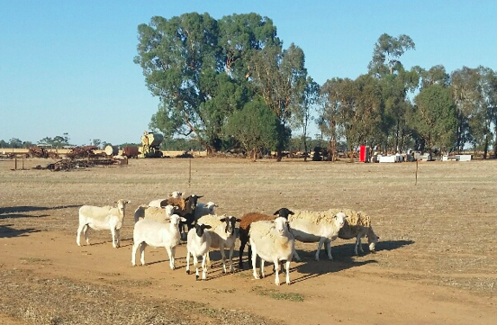 25 Dorper Ewes