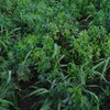 Lucerne Seed Seconds Cleaned & Tested @ $3.60/kg