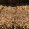 Pea Straw Small Square Bales