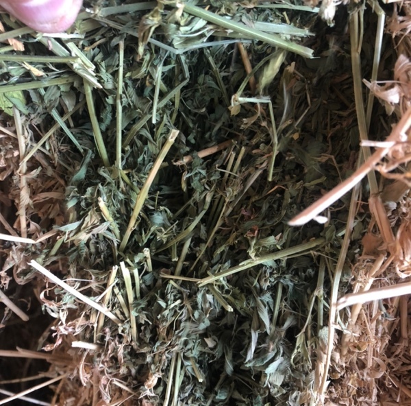 500 Small square Bales Lucerne Hay - SOLD PER BALE