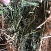 500 Small square Bales Lucerne Hay - SOLD PER BALE