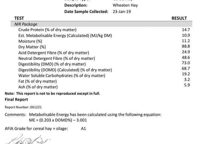 High Quality Wheat Hay