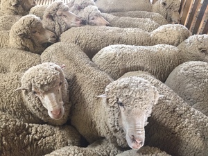 Superfine wool Merino ewes - shorn. Joining service available.