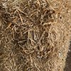 Single Load of Pea Straw