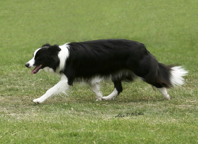 WANTED Border Collie 