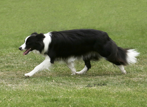 WANTED Border Collie 