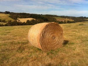 Pasture Hay 5x4 Round Bales