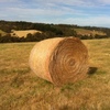 Pasture Hay 5x4 Round Bales
