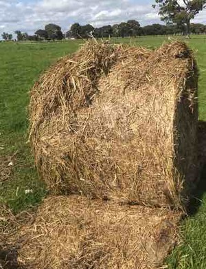 50 Rolls of Wheaten and Rye Hay 