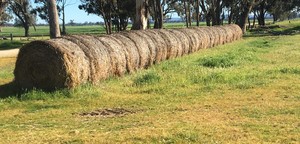 Straw Cereal Oaten