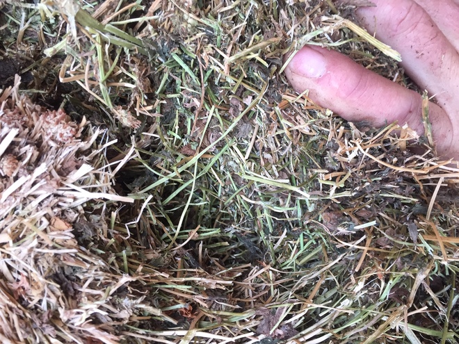 36 Sub Clover & Grass Hay 500-550kg 8x4x3 Bales 