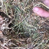 36 Sub Clover & Grass Hay 500-550kg 8x4x3 Bales 