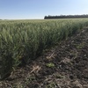Wheaten Hay   200 mt approx