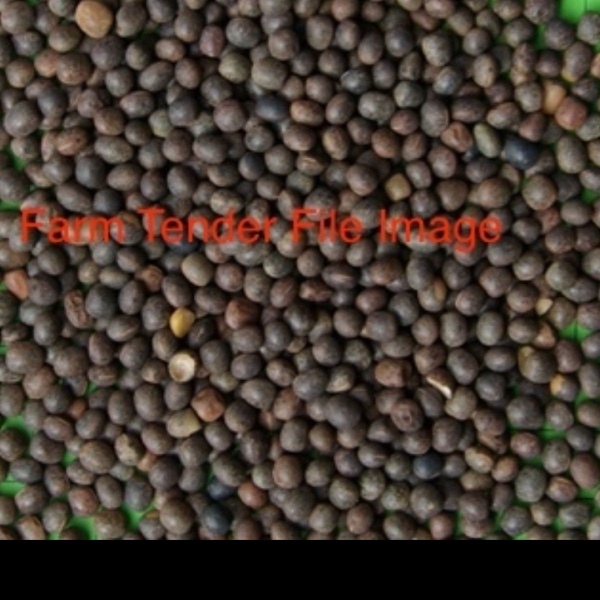 Graded Vetch for sale in bulka bags - DelayPay available for approved buyers.