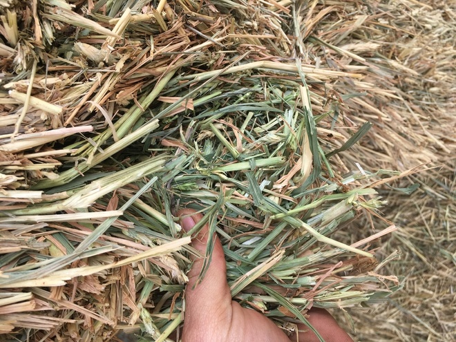 New Season Wheaten Hay 8x3x3