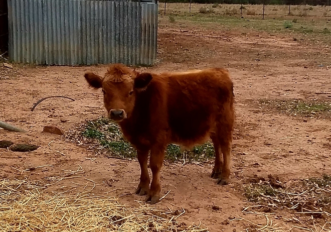 Small Dexter herd