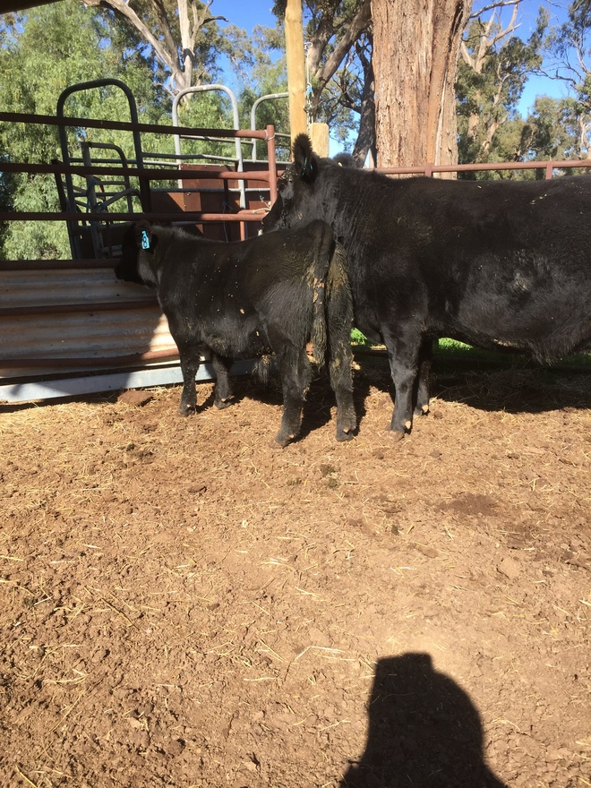 Augus Stud Cow with Bull Calf at Foot  PTIC