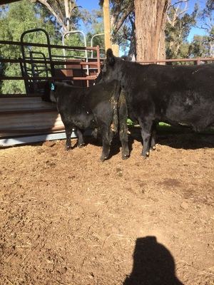 Augus Stud Cow with Bull Calf at Foot  PTIC