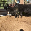 Augus Stud Cow with Bull Calf at Foot  PTIC