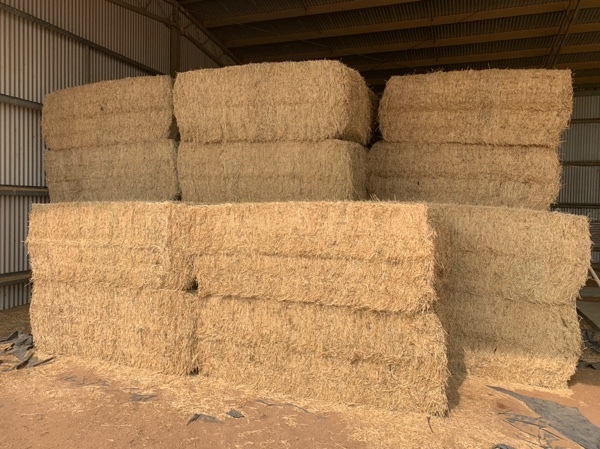 Lucerne Hay