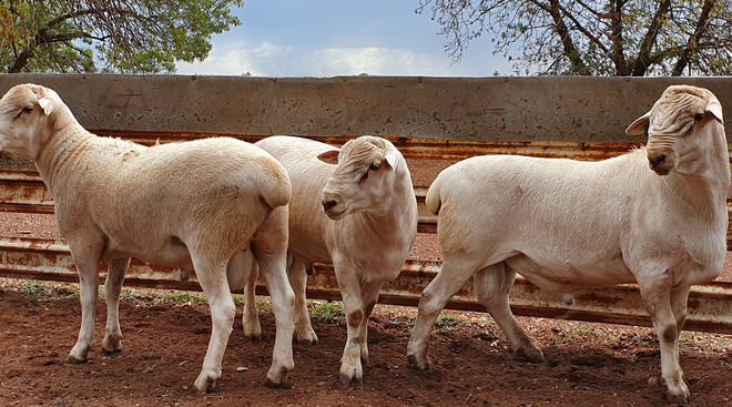 SheepMaster Flock Rams