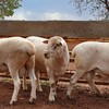 SheepMaster Flock Rams