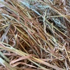 Oaten Hay Small Squares