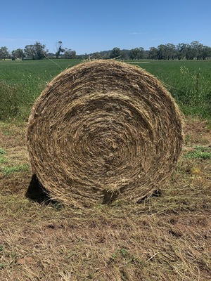 Rye/Clover  Rolls