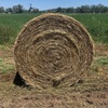 Rye/Clover  Rolls
